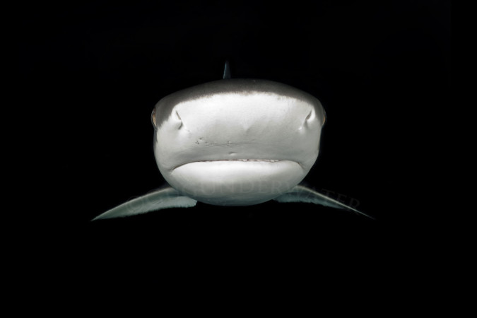 SHARK IN THE DARK