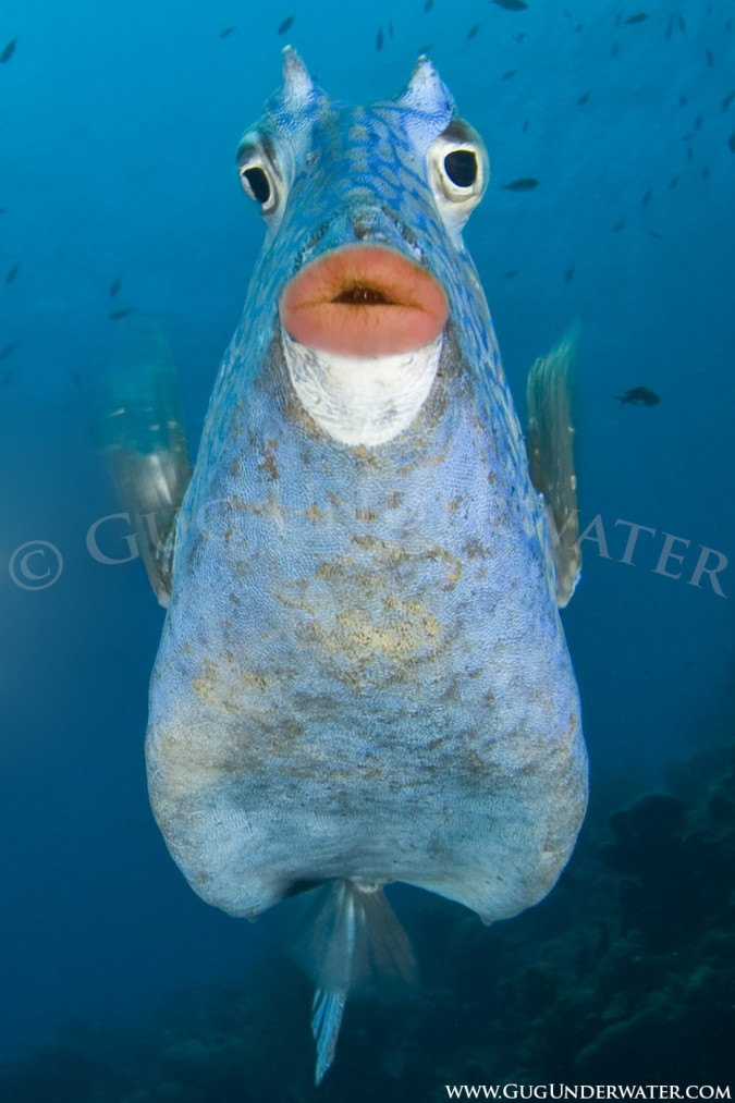 COWFISH KISS