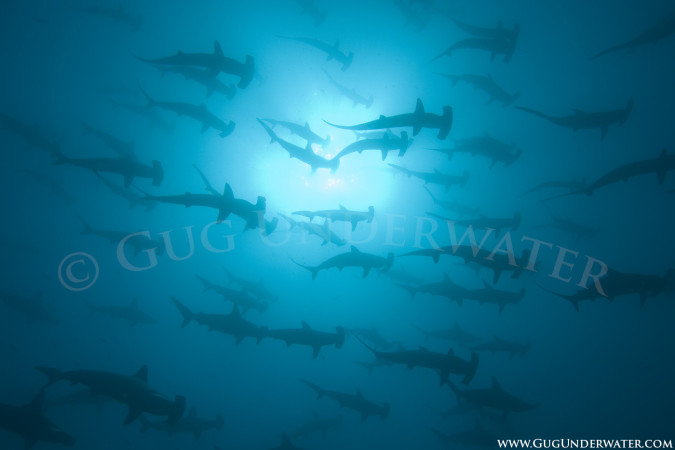 HAMMERHEADS