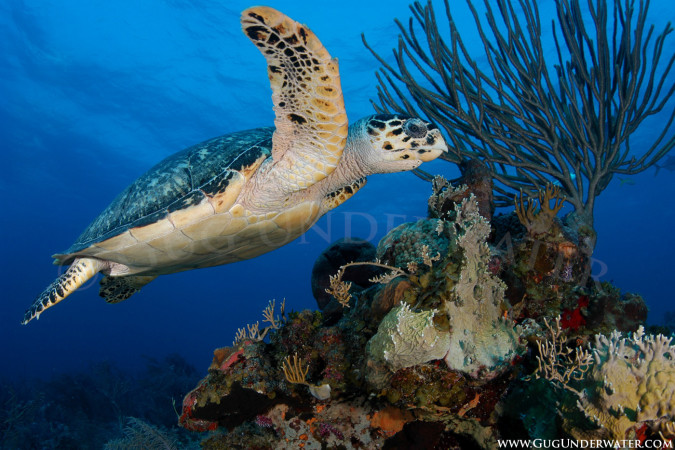 HAWKSBILL IN FLIGHT