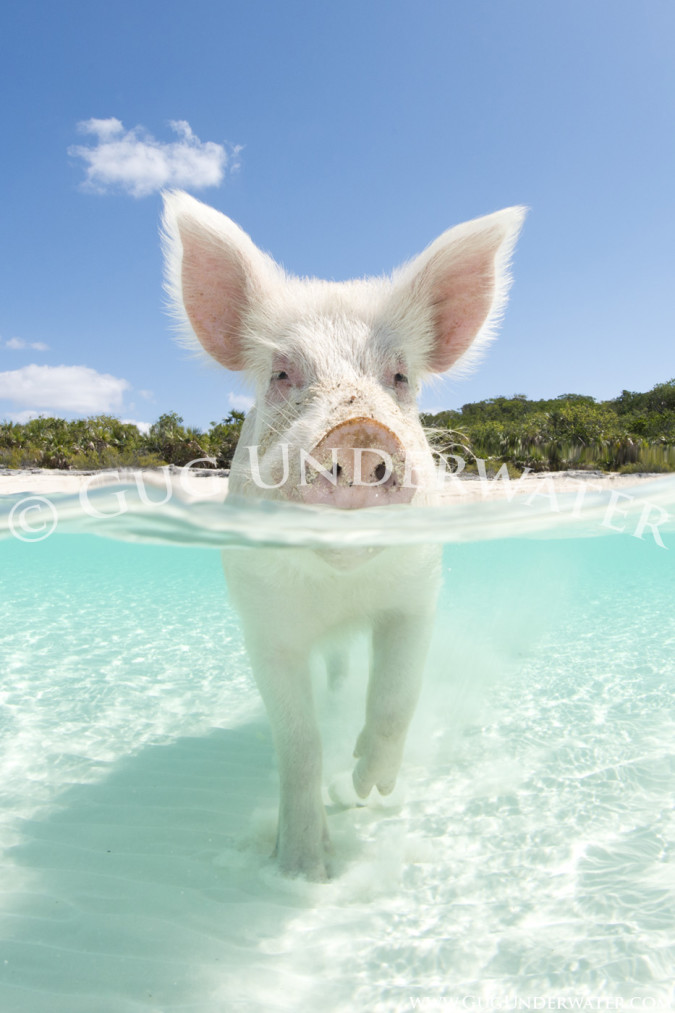 HOG HEAVEN