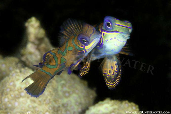 MANDARINFISH LOVE