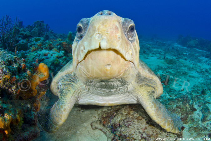 OLD MAN OF THE SEA