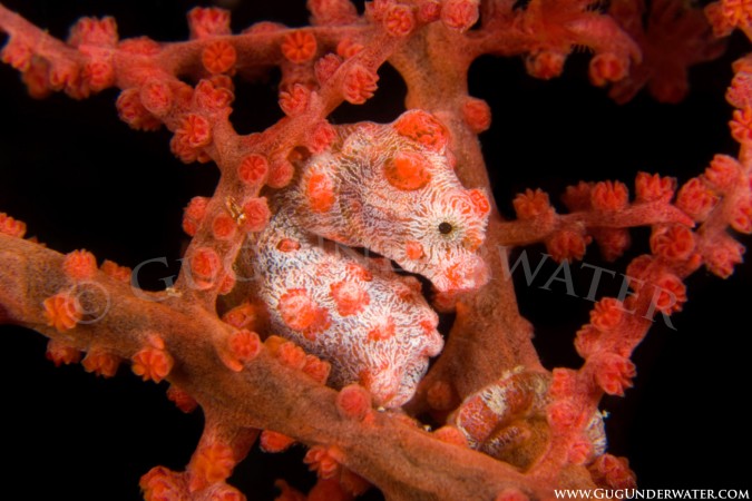 PYGMY