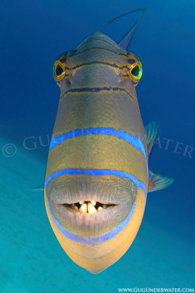 QUEEN TRIGGERFISH ATTACK!