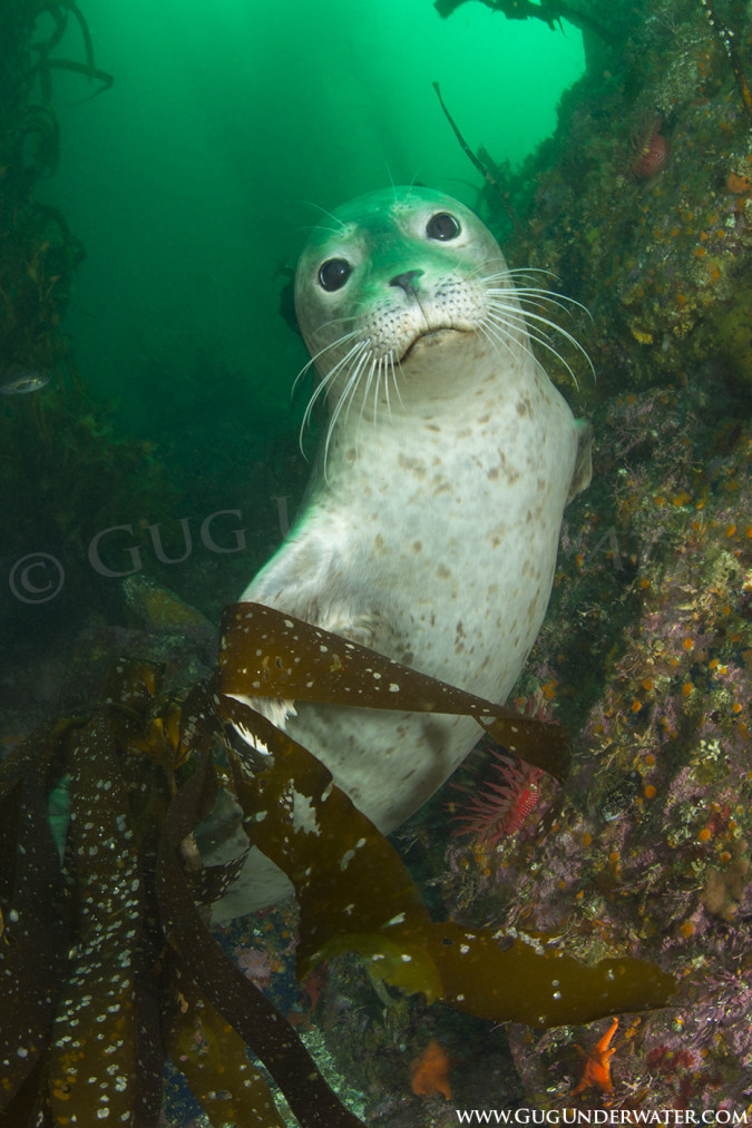 SEALED WITH A KISS